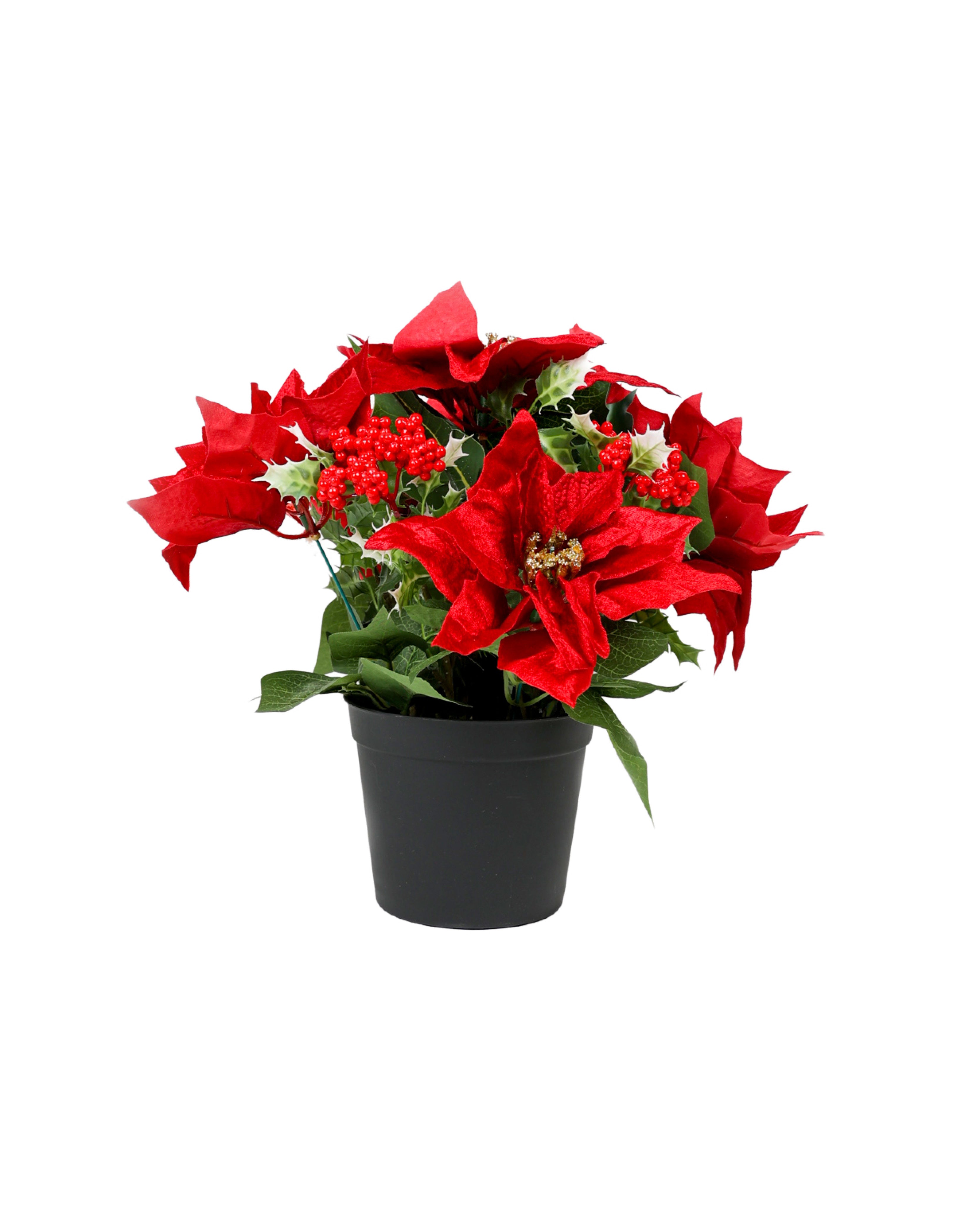 Potted 5 Flower Poinsettia 32cm