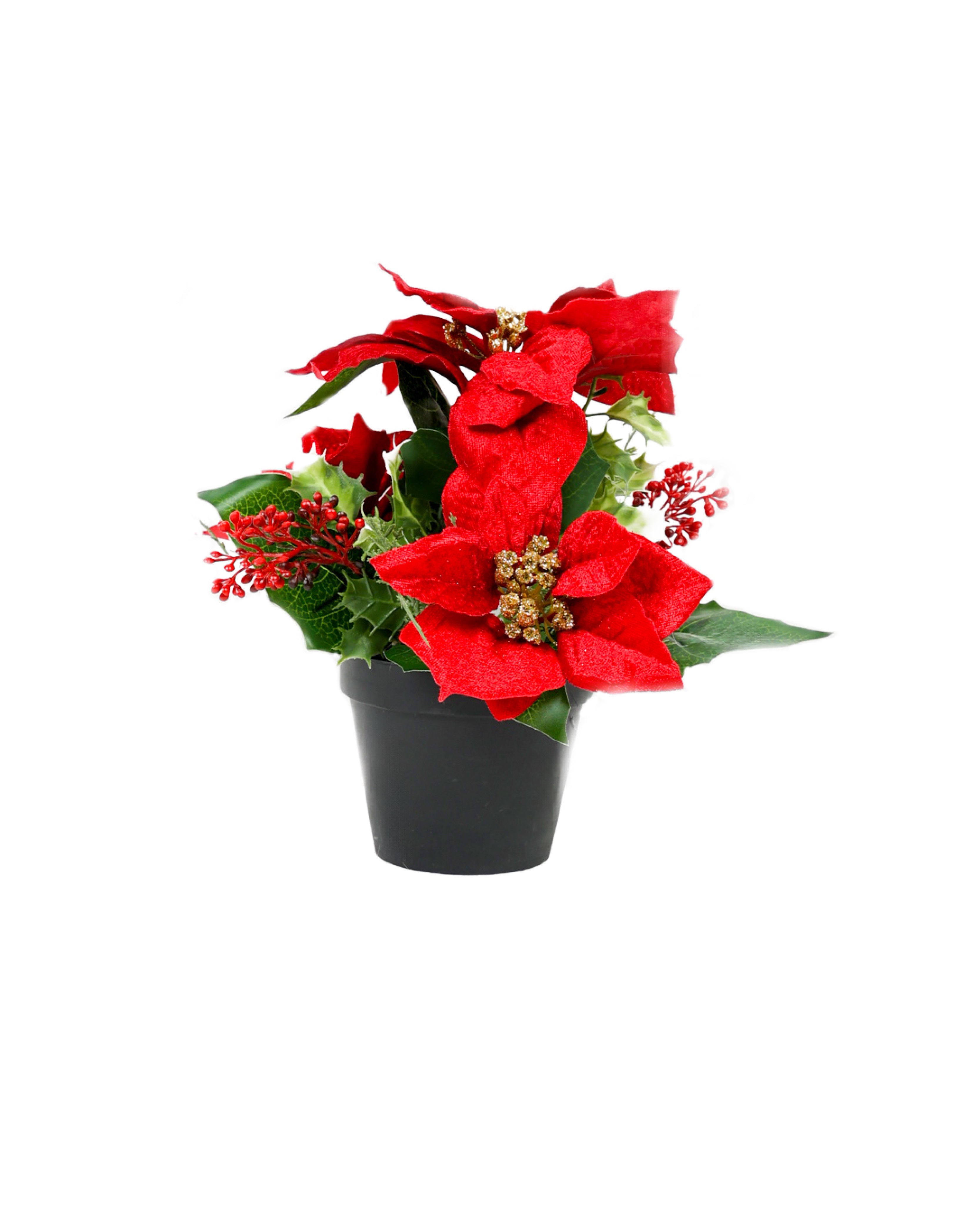 Potted Three Flower Poinsettia 26cm