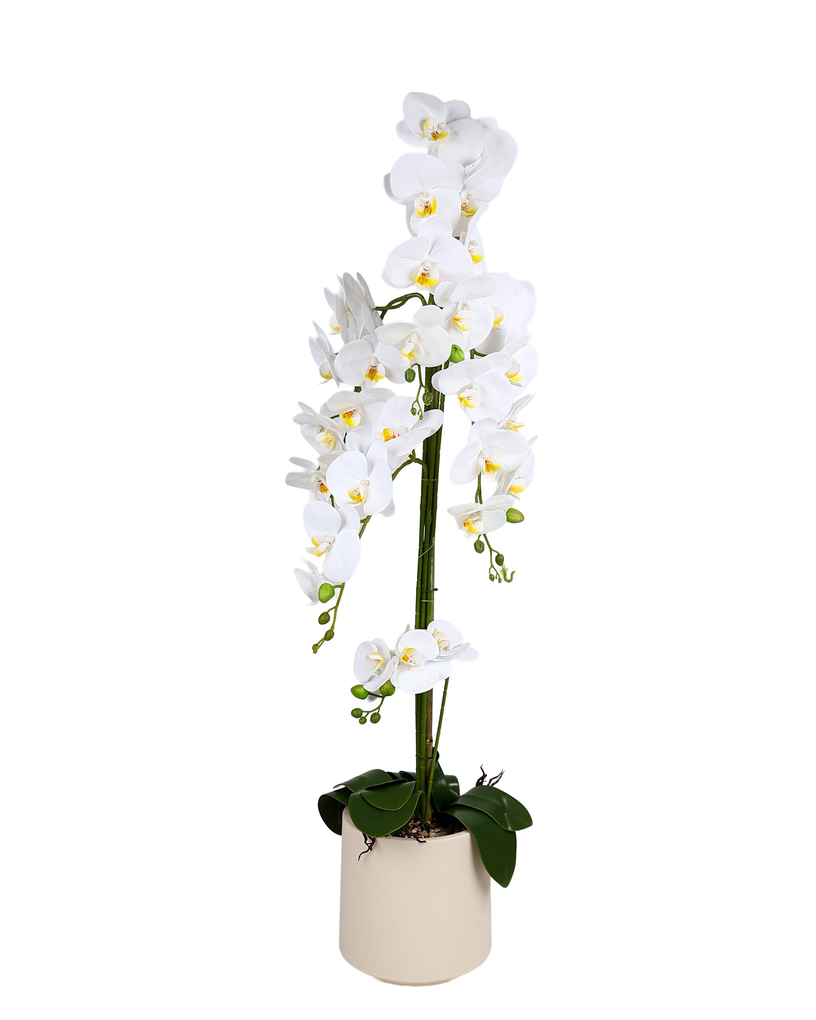 Grand Speckle Orchid 1.2 Meter