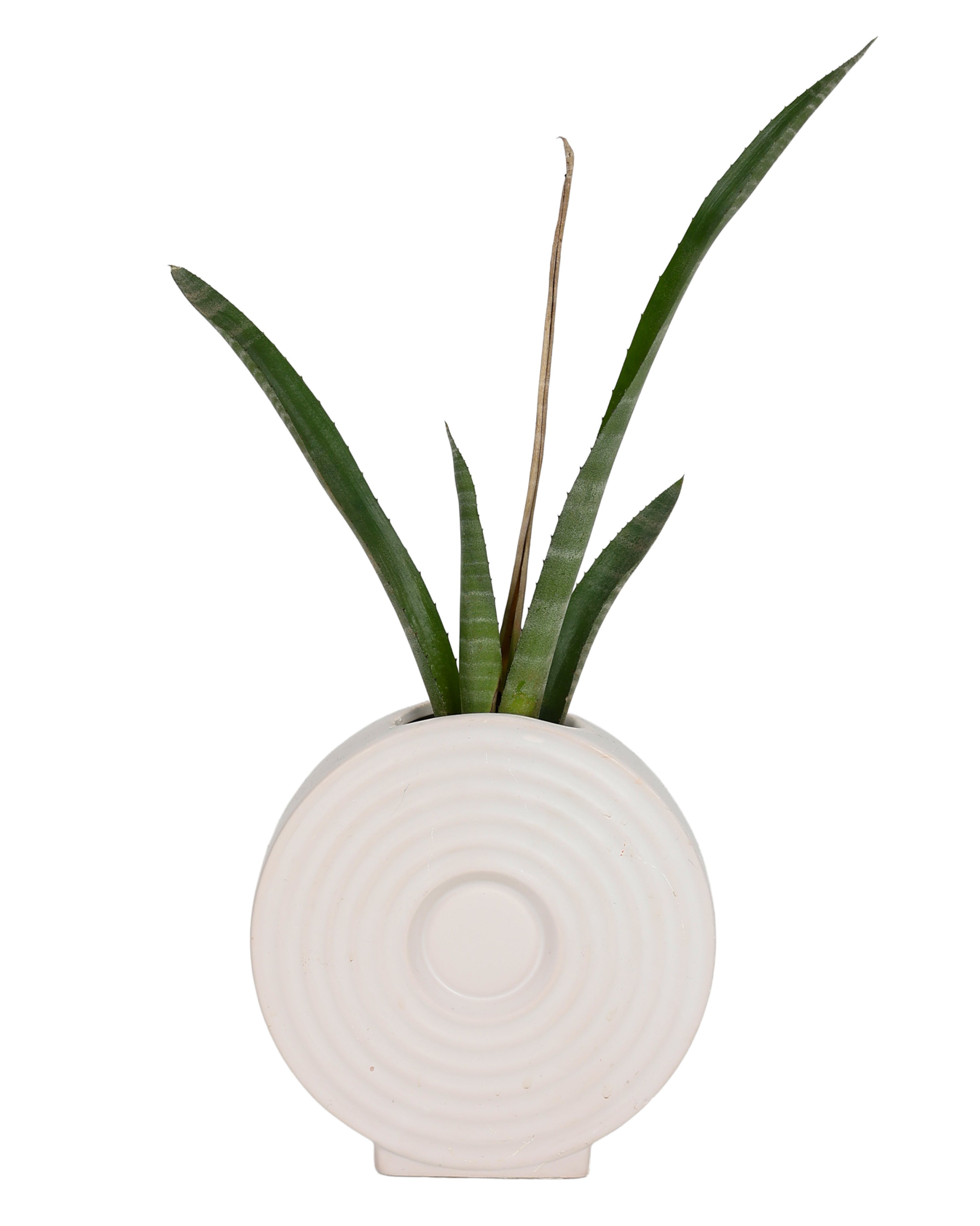 White Swirl Donut Shaped Vase
