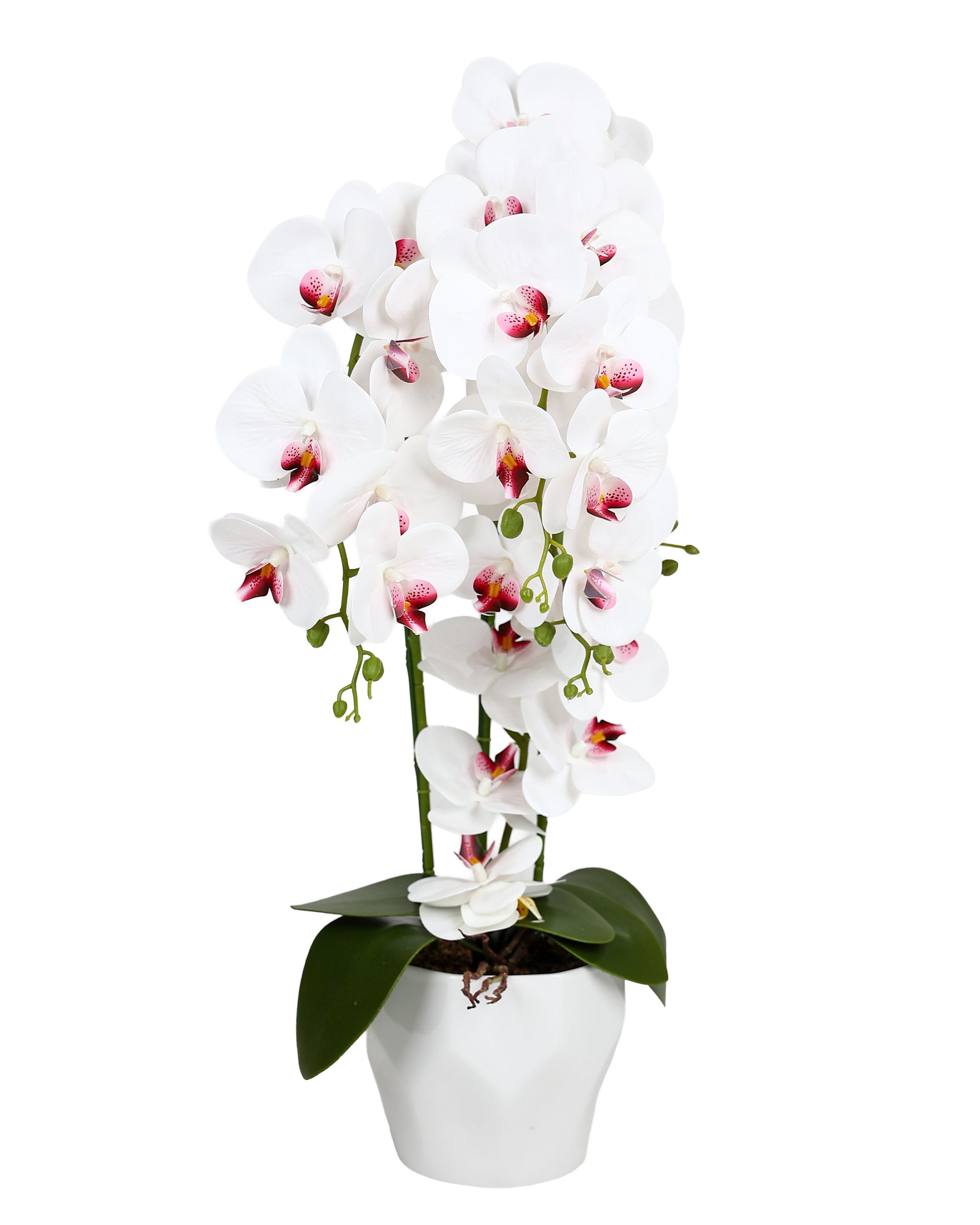 Facet Potted Three Stem Orchid 72cm