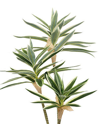 Potted Faux Dracaena 60cm