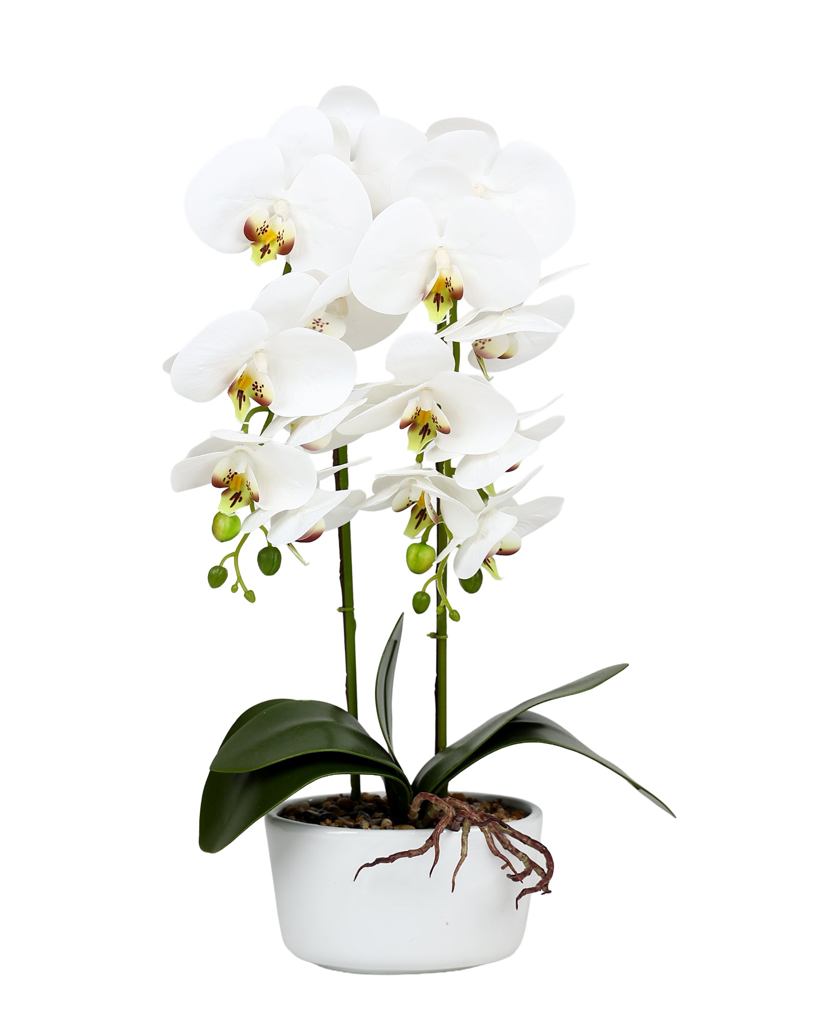 Oval Classic Orchid 55cm