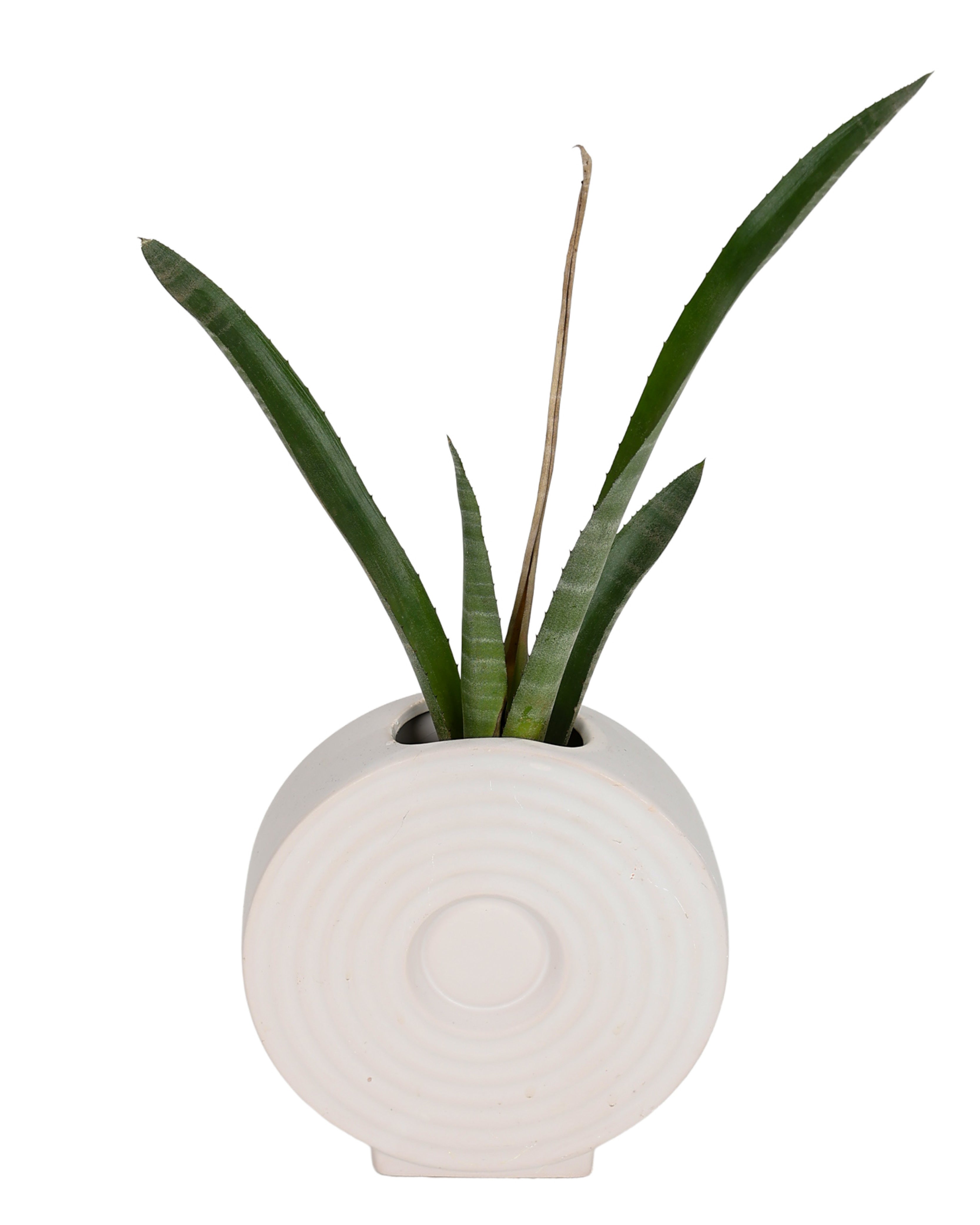 White Swirl Donut Shaped Vase