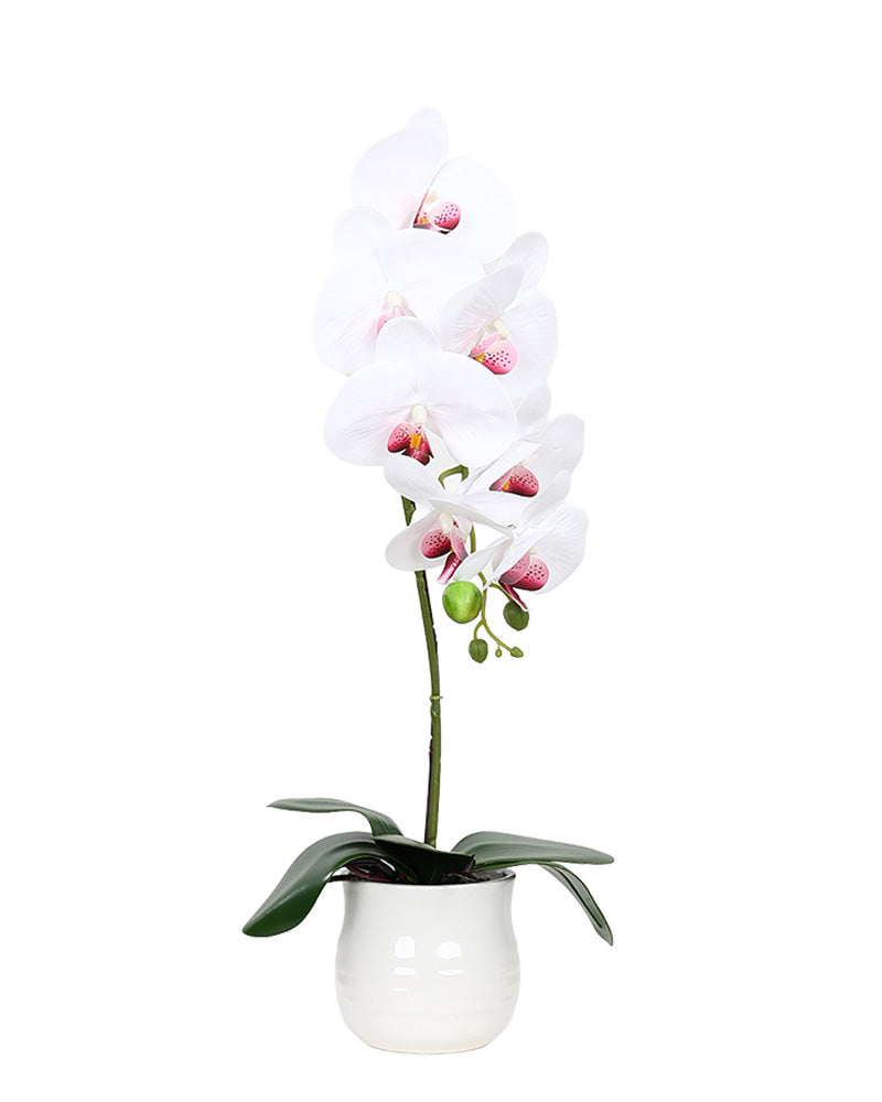 White & Pink Orchid Ridged Bulb Pot